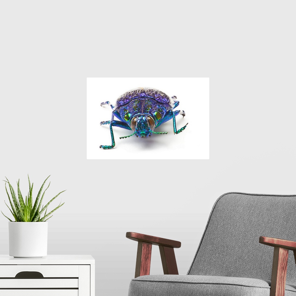 A modern room featuring Jewel Beetle from Madigascar, Polybothris sumptuousa gema, The Gema Beetle