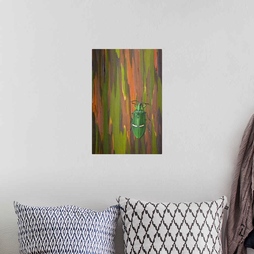 A bohemian room featuring Jewel Beetle On A Rainbow Eucalyptus Trunk