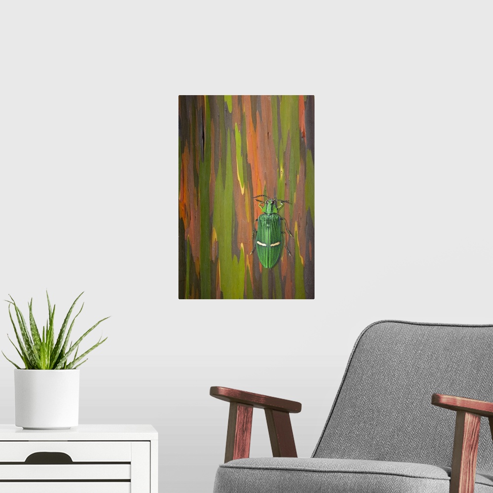 A modern room featuring Jewel Beetle On A Rainbow Eucalyptus Trunk