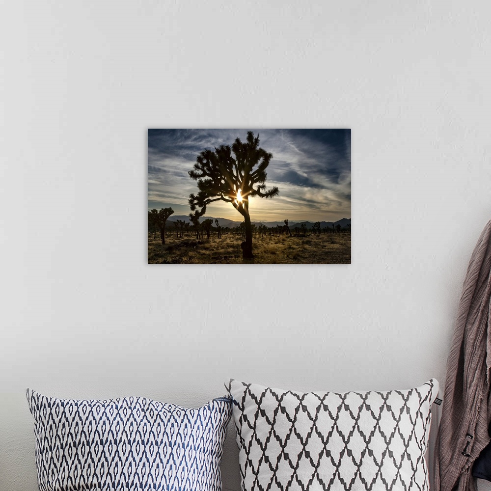 A bohemian room featuring Sunlight through Joshua tree, Joshua Tree National Park.