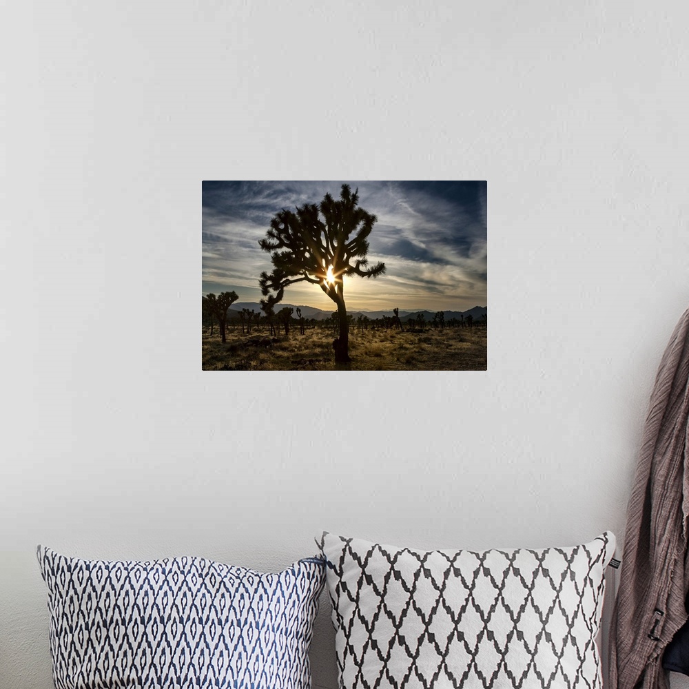 A bohemian room featuring Sunlight through Joshua tree, Joshua Tree National Park.