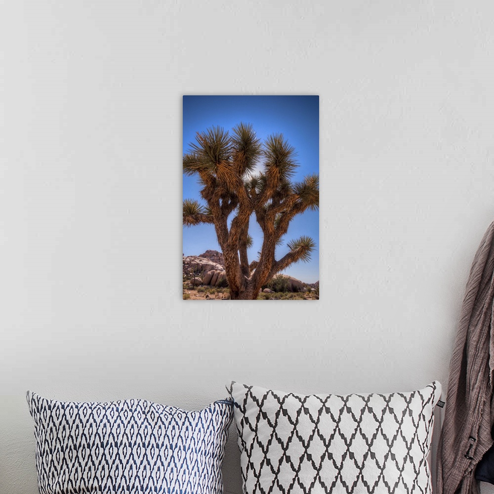 A bohemian room featuring Joshua tree in desert with blue sky at Barker Dam.