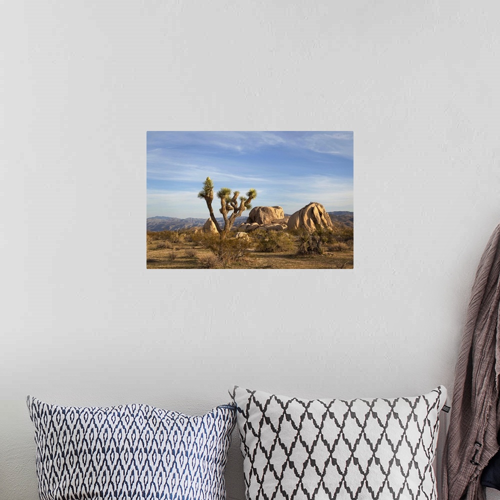 A bohemian room featuring A daytime view of a Joshua Tree and boulders in Joshua Tree National Park