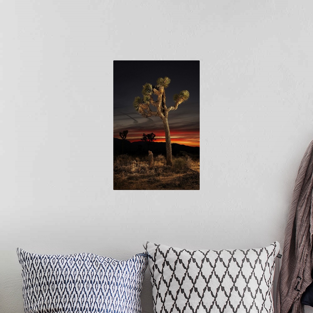 A bohemian room featuring Joshua Tree at Sunset