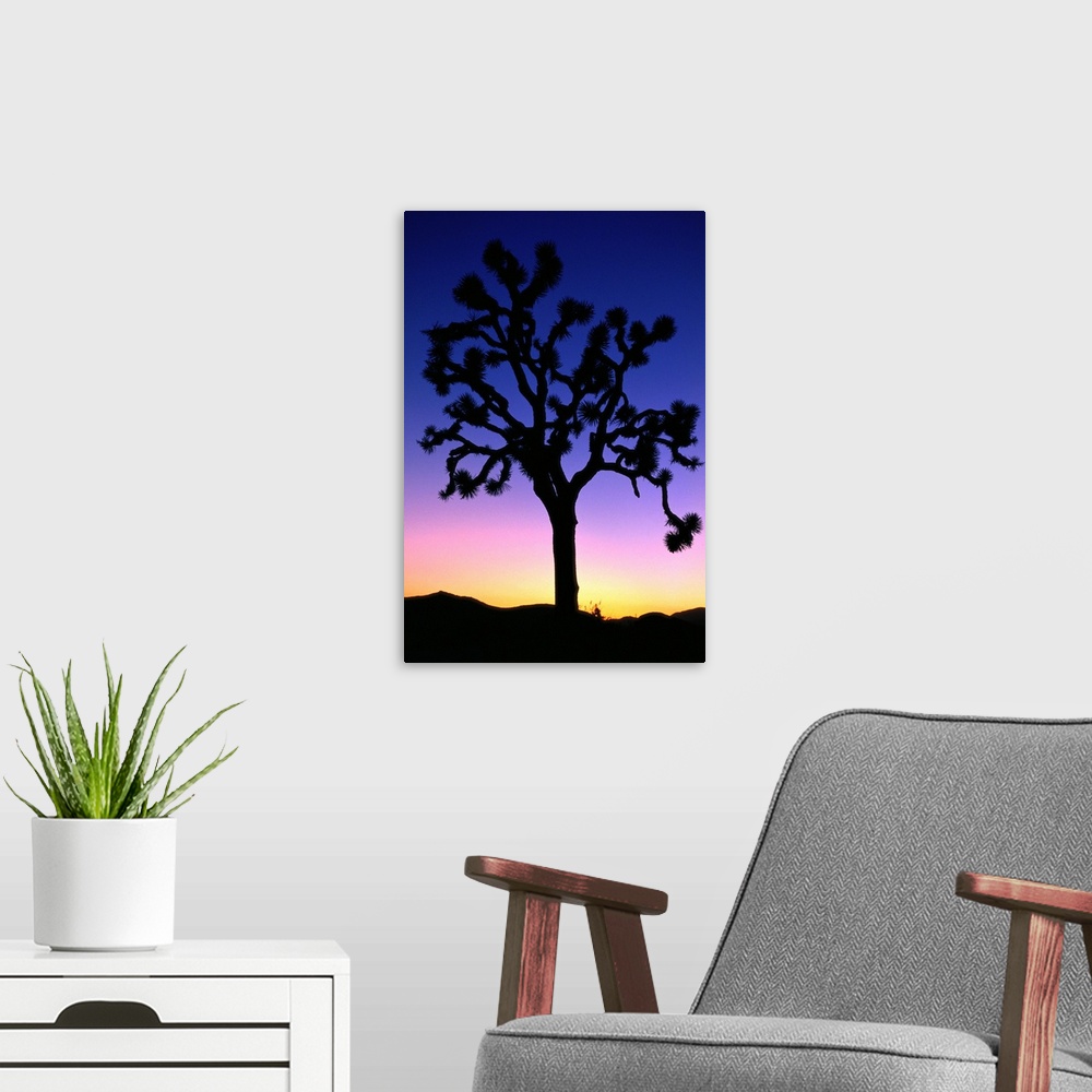 A modern room featuring Joshua Tree (Yucca brevifolia) at sunset, Joshua Tree NP, California