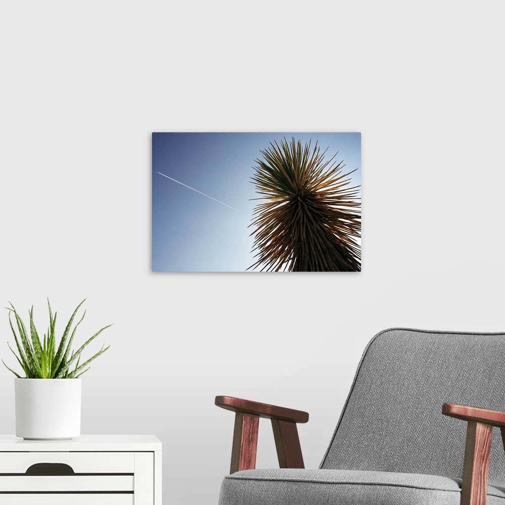 A modern room featuring A plane flies over a cactus in Joshua Tree National Park in Southern California.