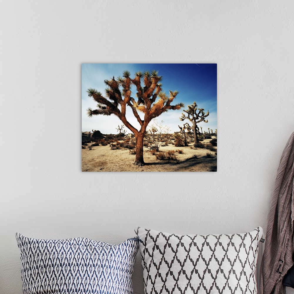 A bohemian room featuring USA,California,Joshua Tree National Park,Long exposure at night with star trails