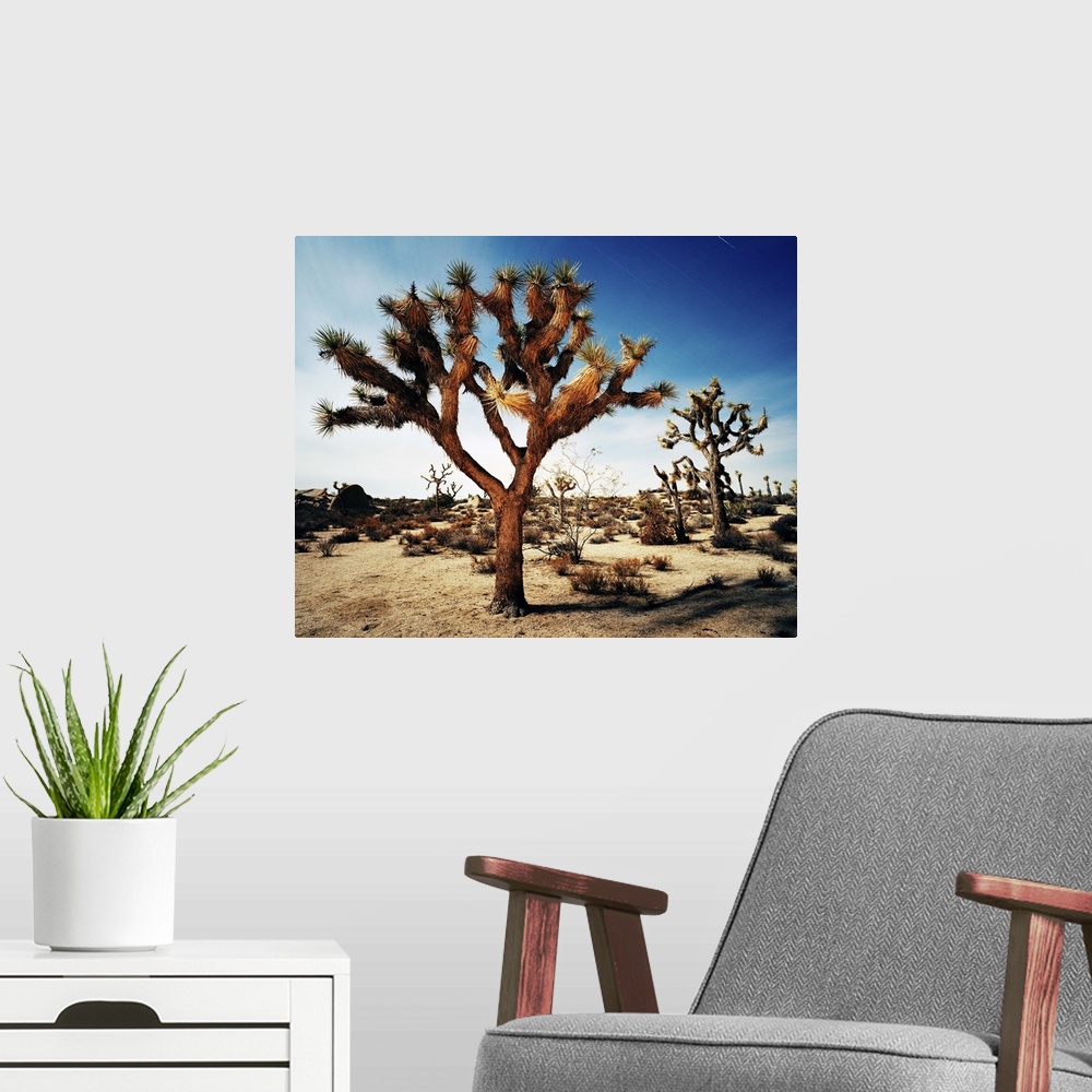 A modern room featuring USA,California,Joshua Tree National Park,Long exposure at night with star trails