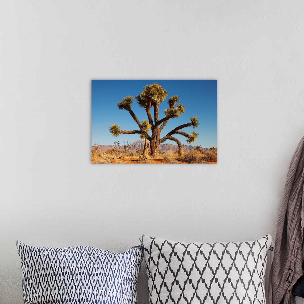 A bohemian room featuring Joshua tree in desert with blue sky