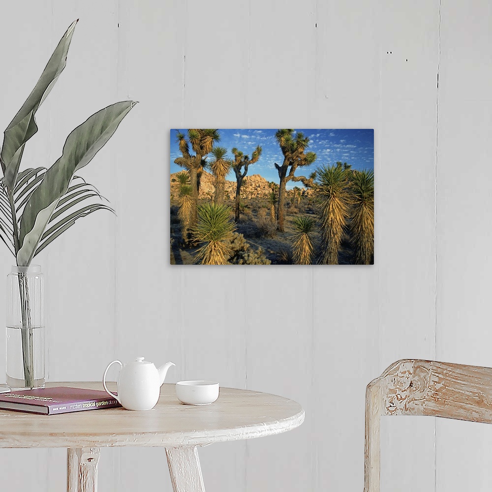A farmhouse room featuring Joshua Tree National Park, Mohave Desert