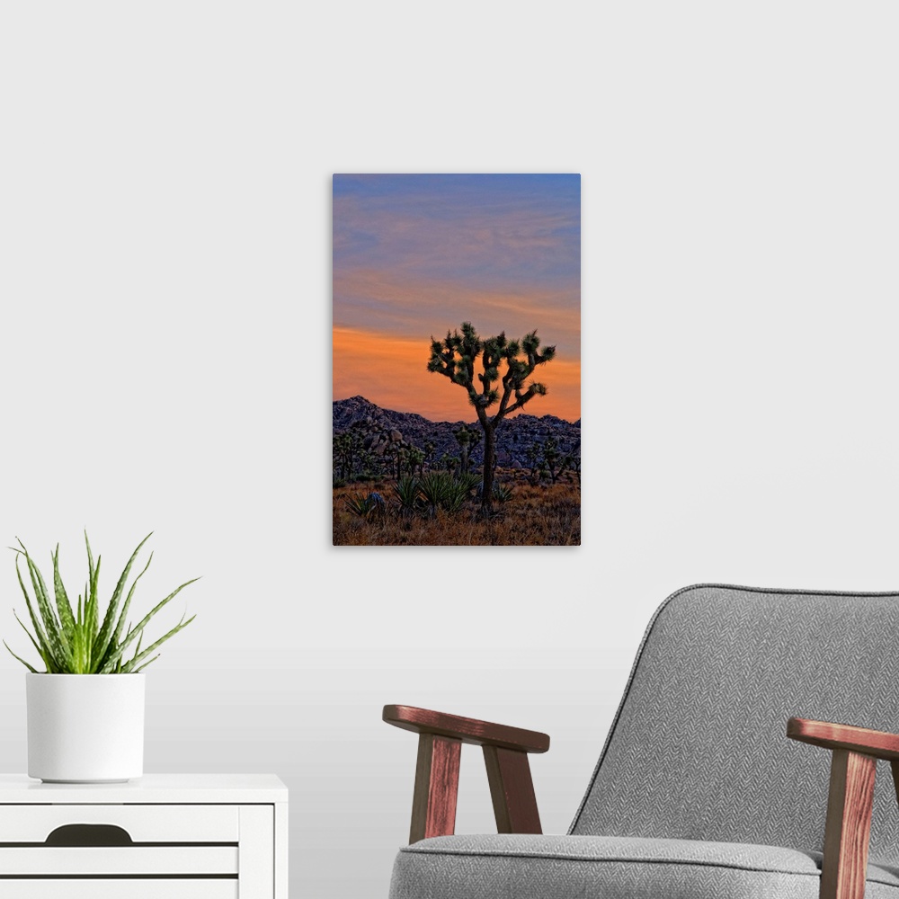A modern room featuring A dawn shot of the Joshua trees and Yucca and rocky hills against an orange sky before the sun ro...
