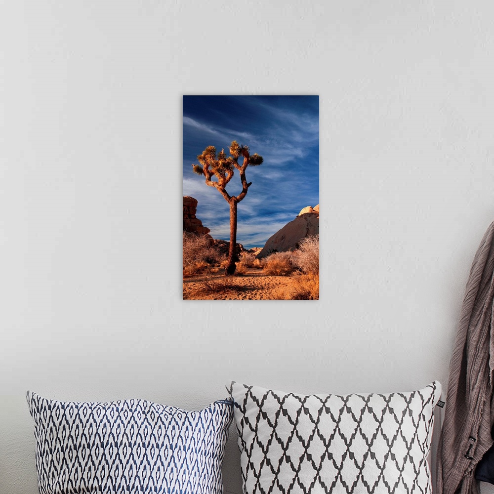 A bohemian room featuring A lonely Joshua Tree at sunset in Joshua Tree National Park.