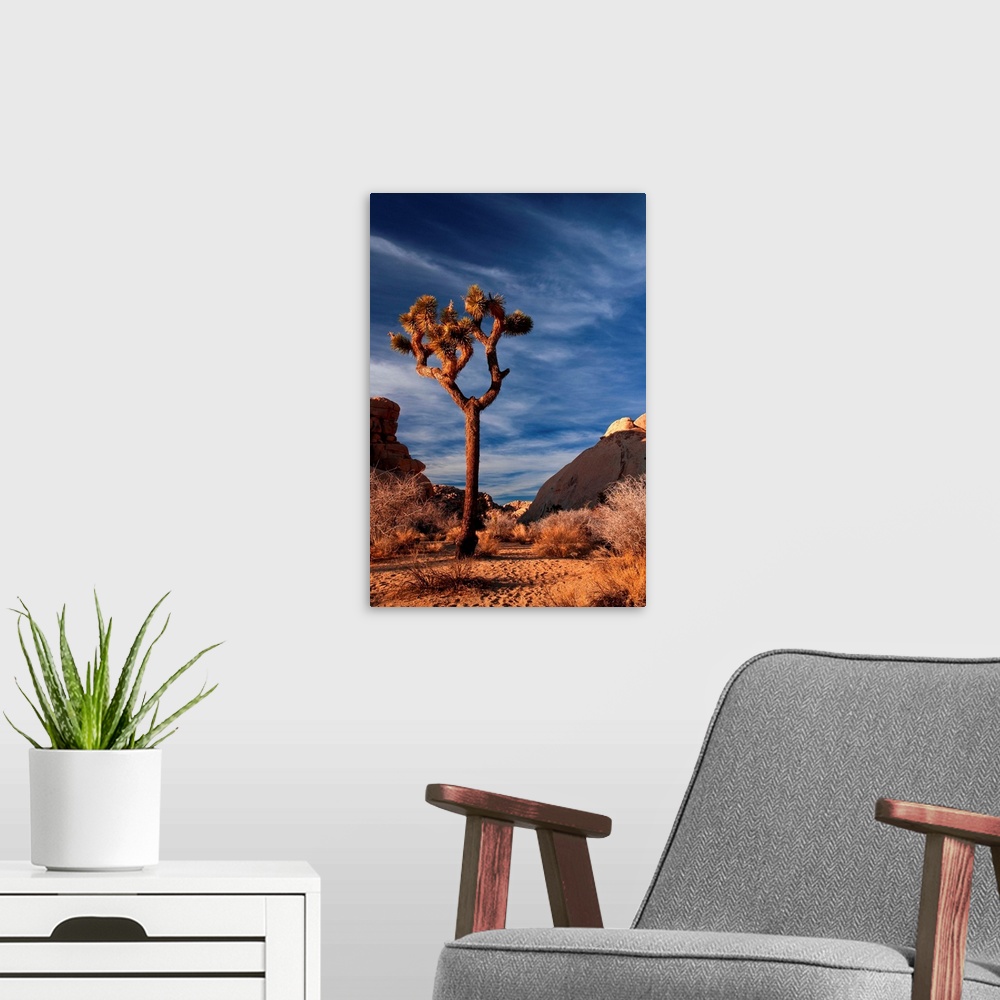 A modern room featuring A lonely Joshua Tree at sunset in Joshua Tree National Park.