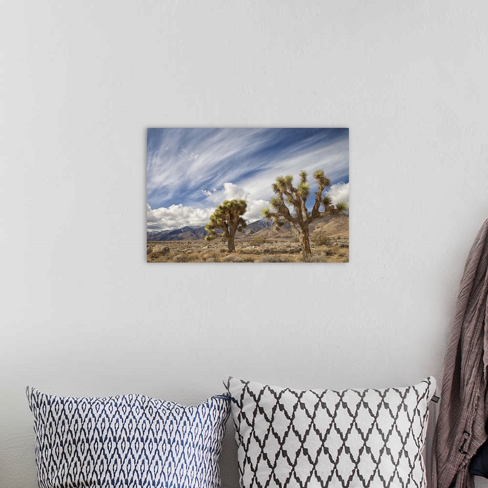 A bohemian room featuring Two Joshua Trees in desert, with clouds over mountains in Eastern Sierra, Owens Valley, CA.
