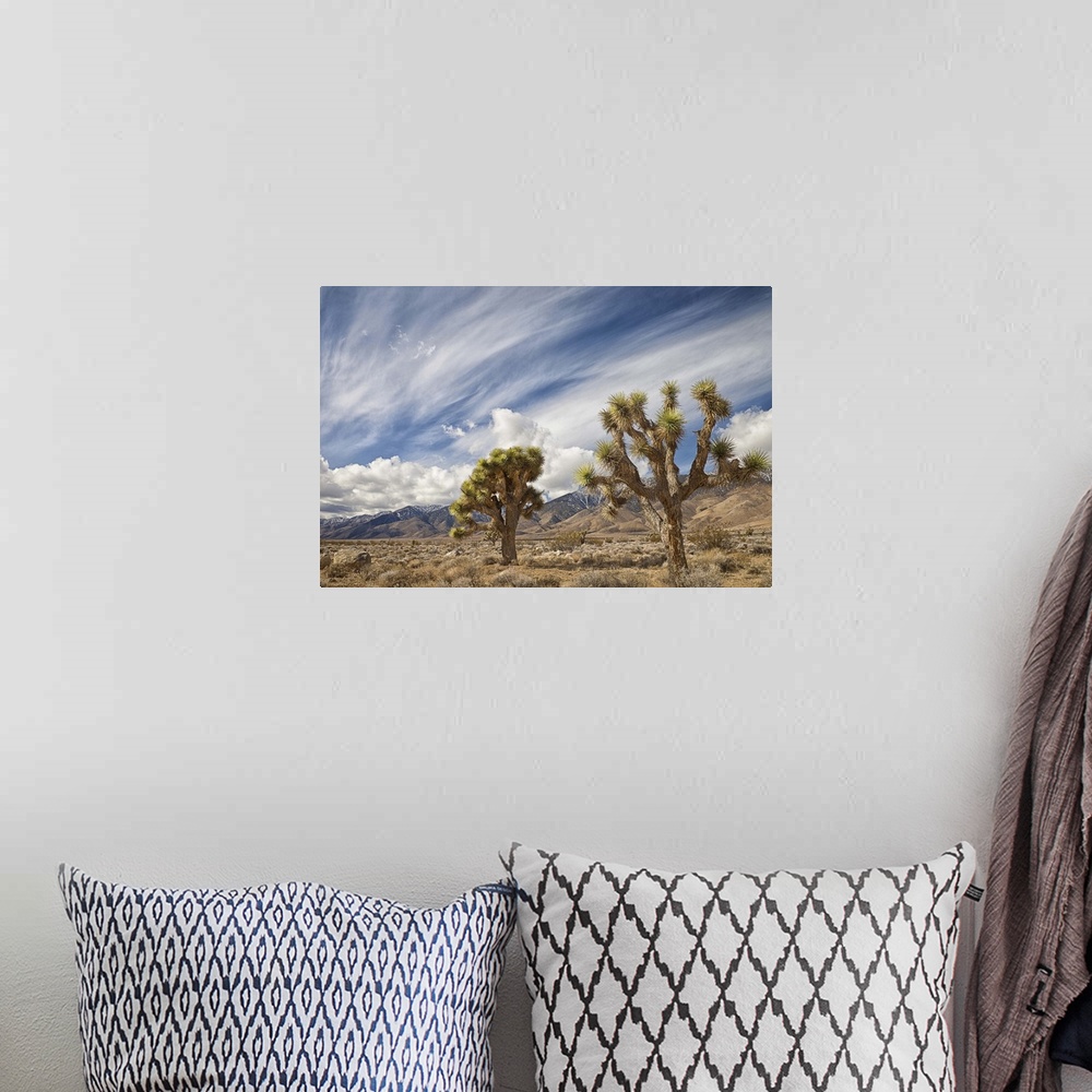 A bohemian room featuring Two Joshua Trees in desert, with clouds over mountains in Eastern Sierra, Owens Valley, CA.