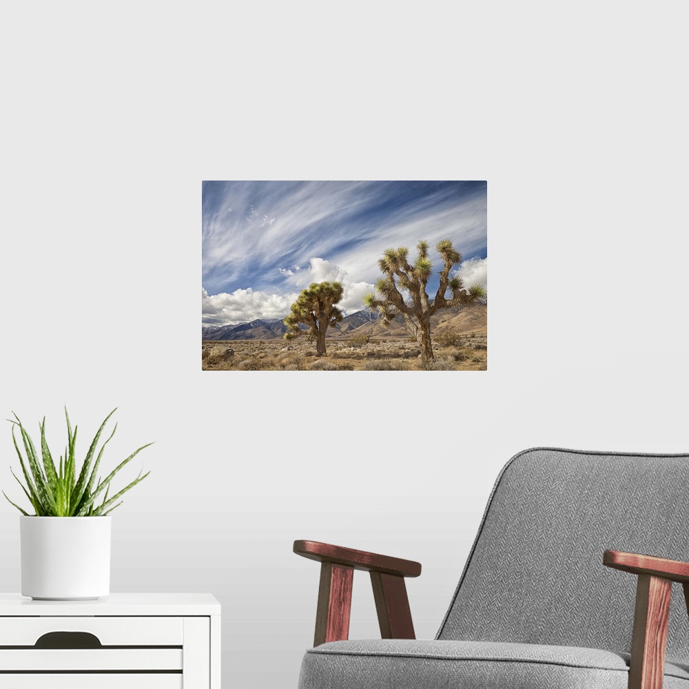 A modern room featuring Two Joshua Trees in desert, with clouds over mountains in Eastern Sierra, Owens Valley, CA.
