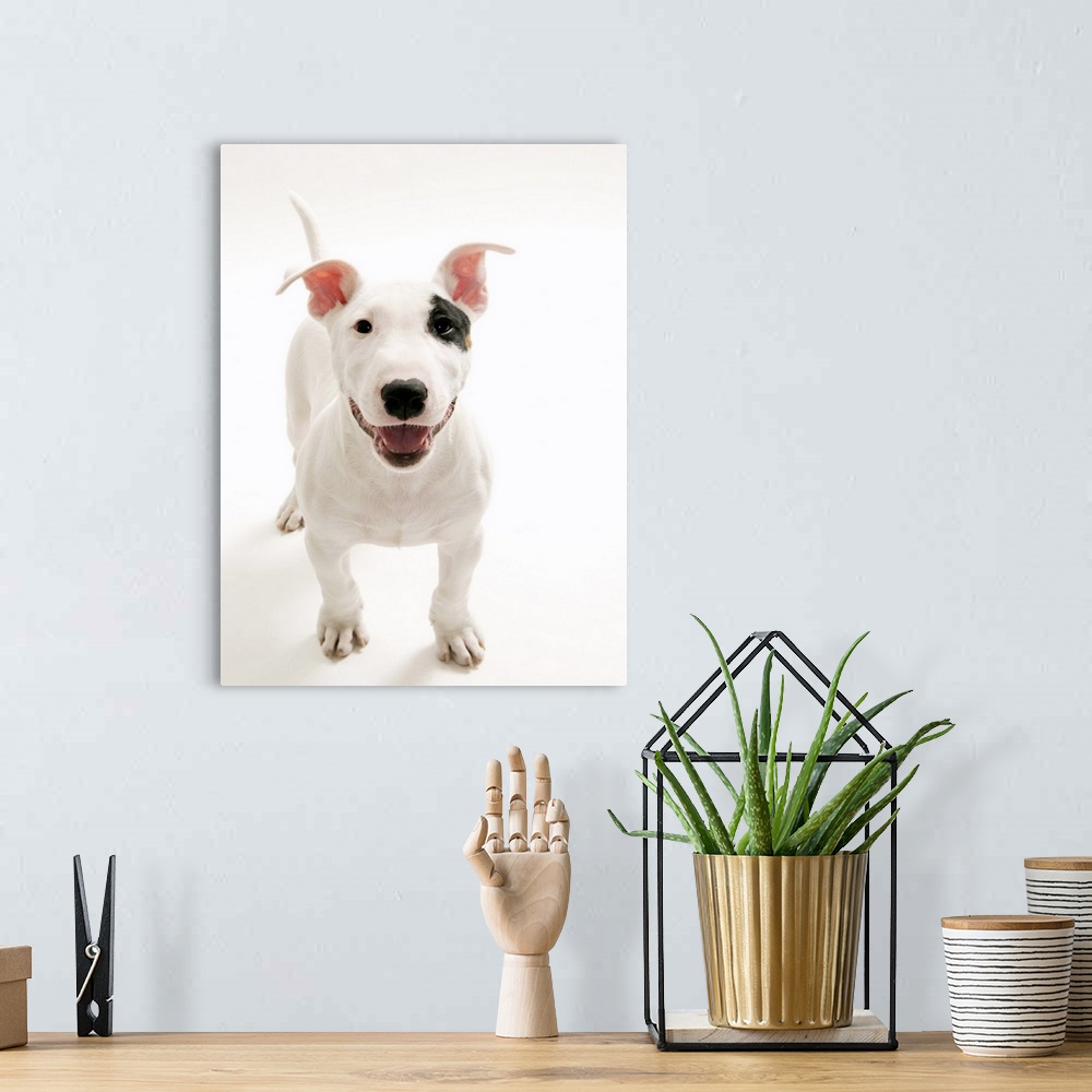 A bohemian room featuring Joyful Bull terrier