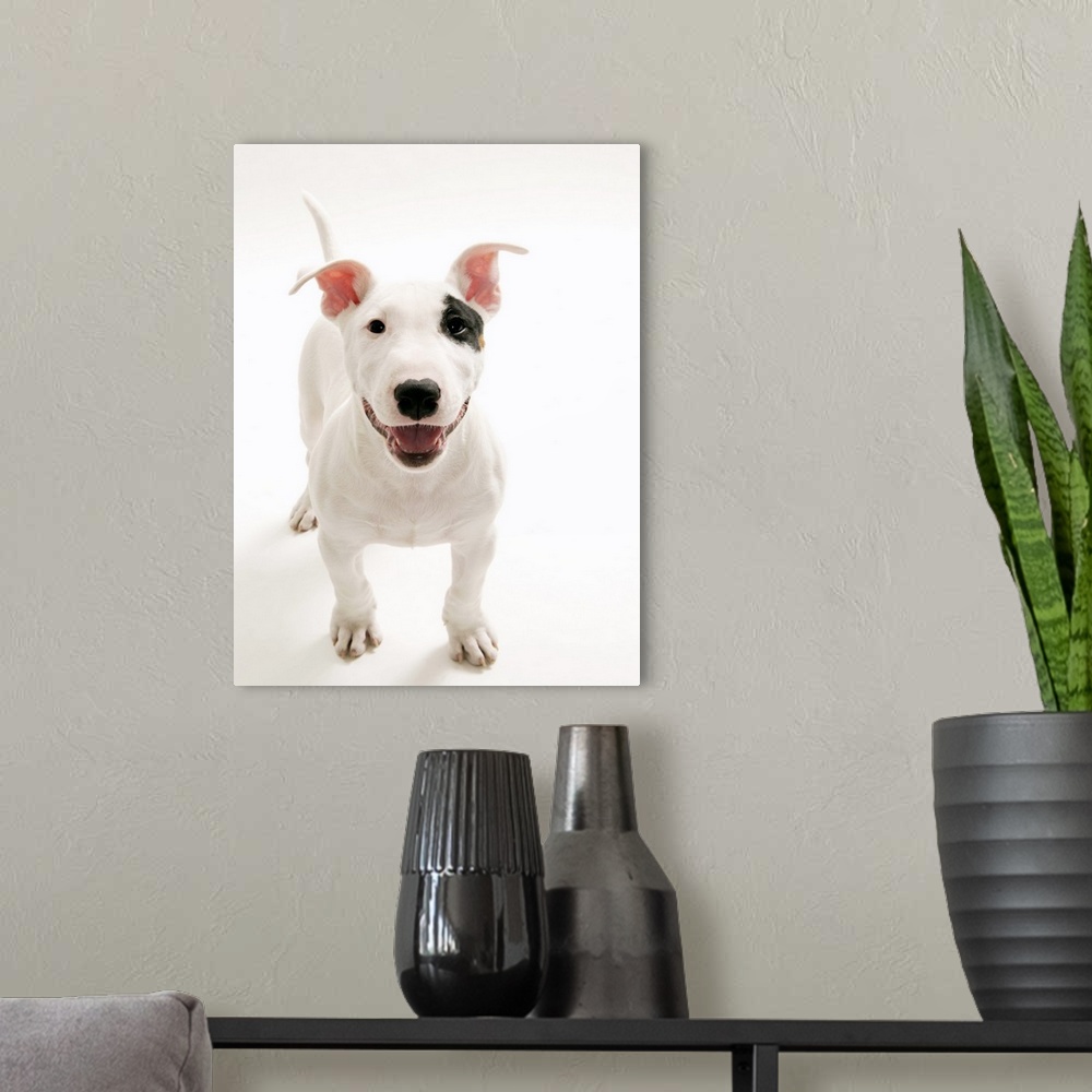 A modern room featuring Joyful Bull terrier