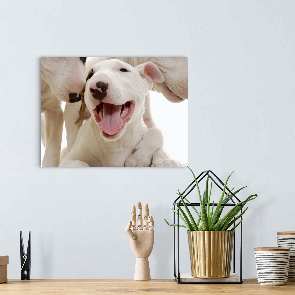 A bohemian room featuring Joyful Bull terriers
