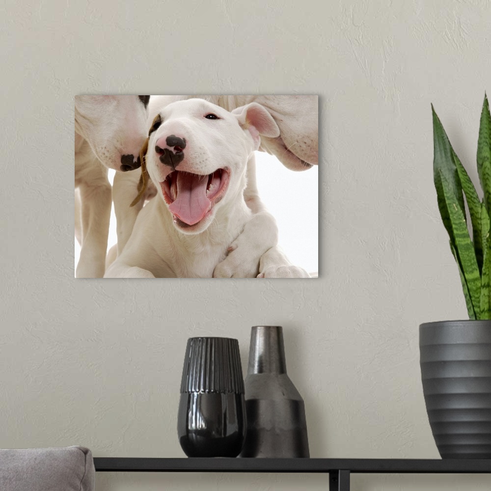A modern room featuring Joyful Bull terriers
