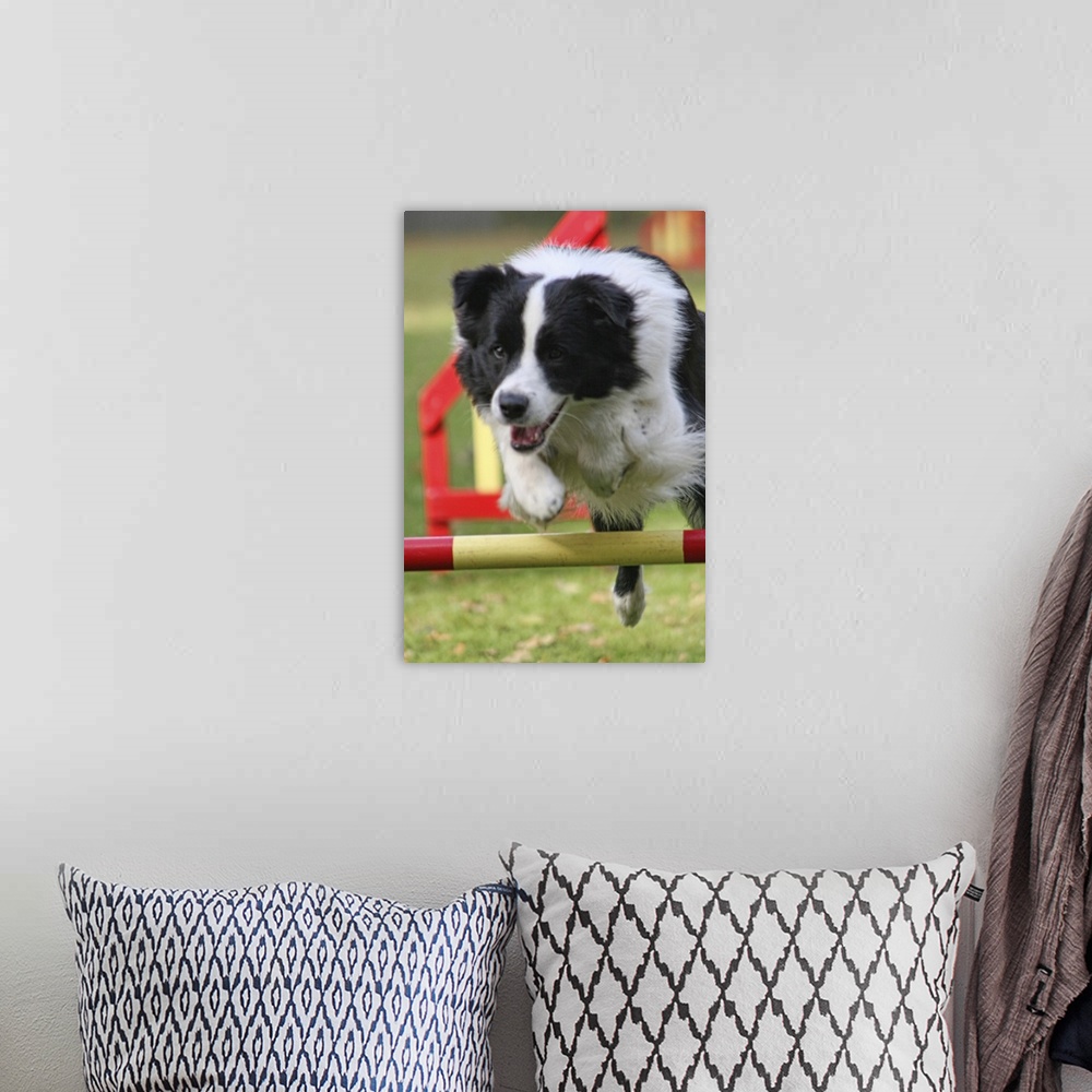 A bohemian room featuring Jumping border collie during trial