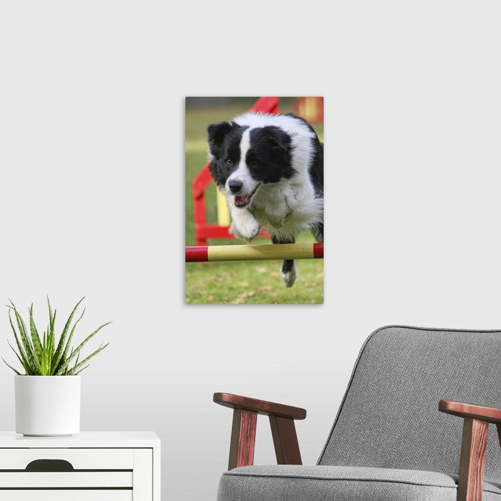 A modern room featuring Jumping border collie during trial