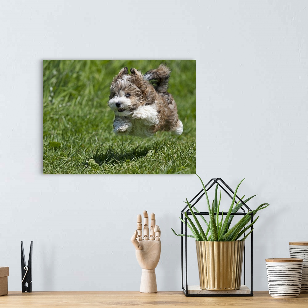 A bohemian room featuring Jumping puppy in Dortmund.