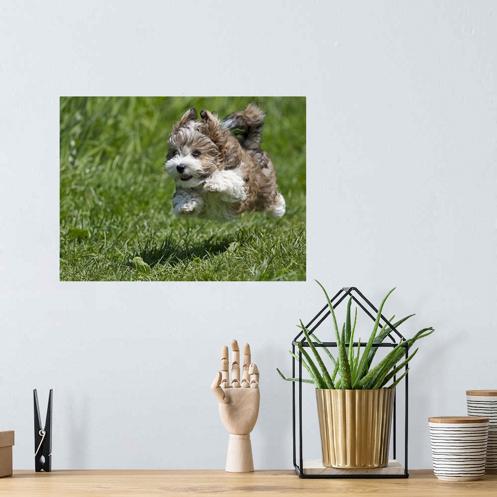 A bohemian room featuring Jumping puppy in Dortmund.