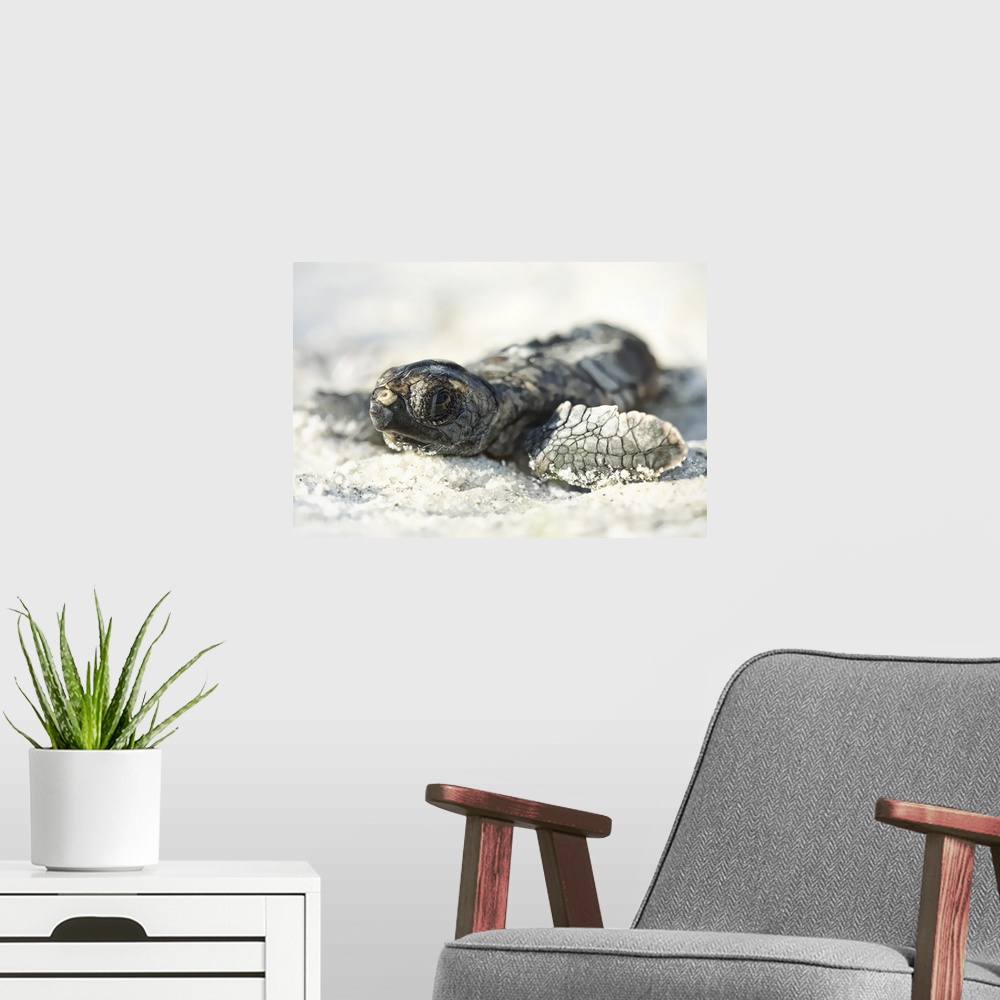 A modern room featuring Juvenile sea turtle makes its way down to shoreline.