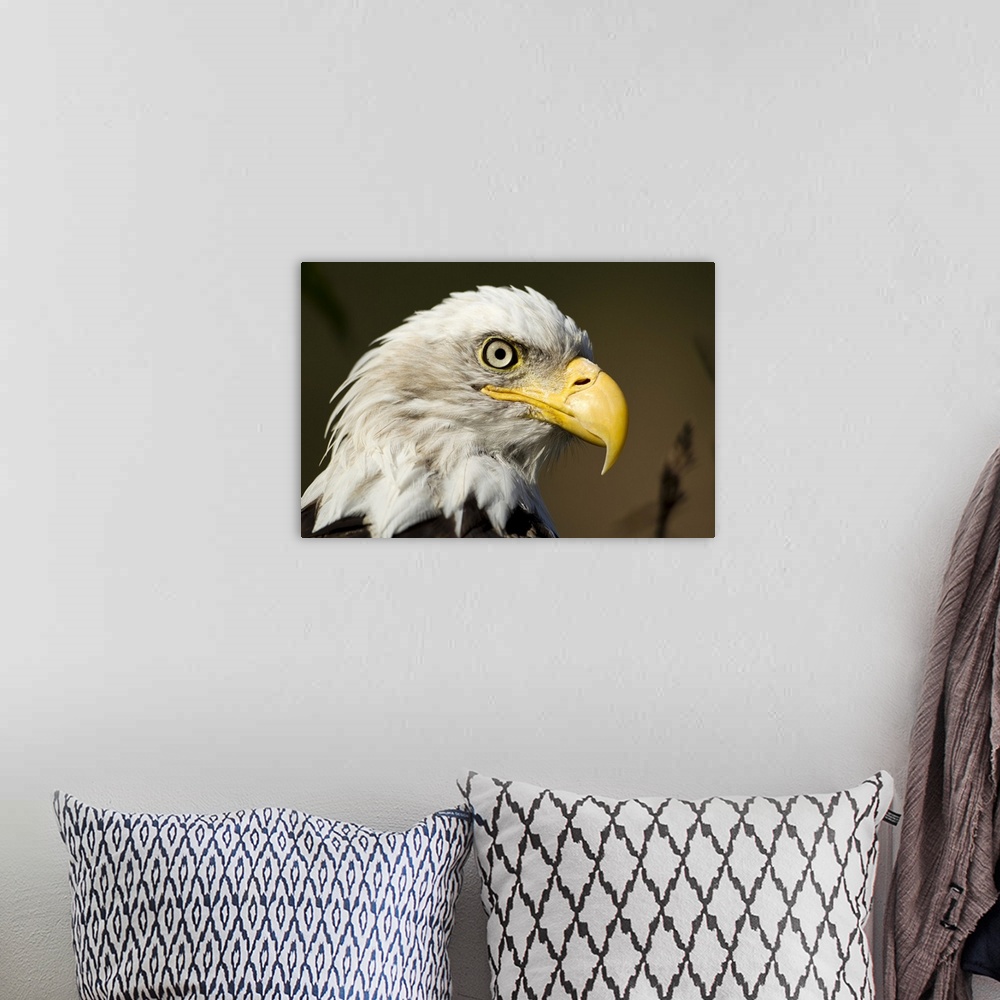A bohemian room featuring USA, Alaska, Katmai National Park, Close-up portrait of Bald Eagle  (Haliaeetus leucocephalus) al...