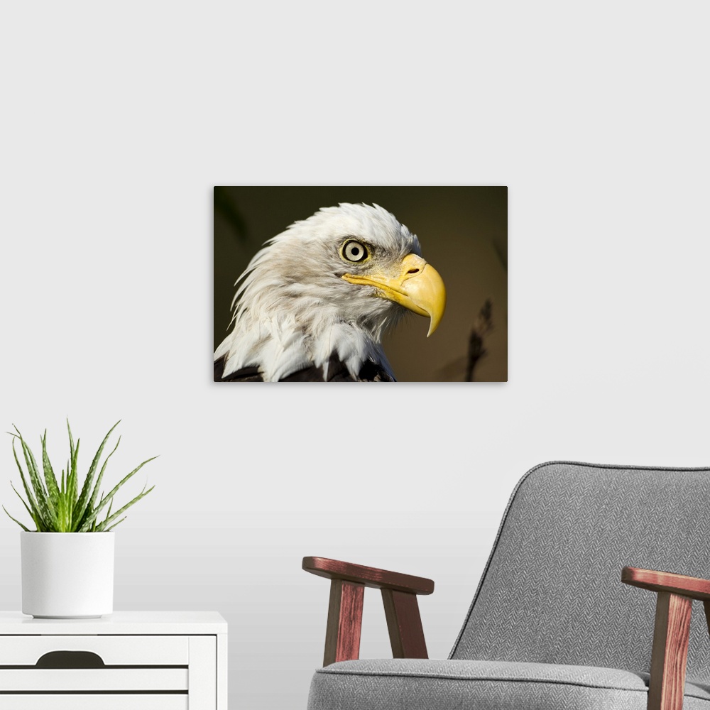 A modern room featuring USA, Alaska, Katmai National Park, Close-up portrait of Bald Eagle  (Haliaeetus leucocephalus) al...