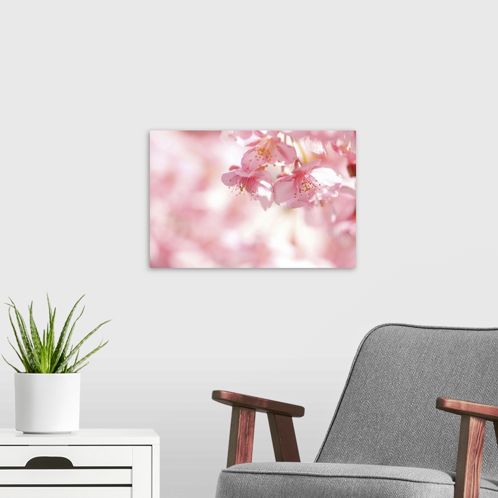 A modern room featuring Kawazu cherry blossom.