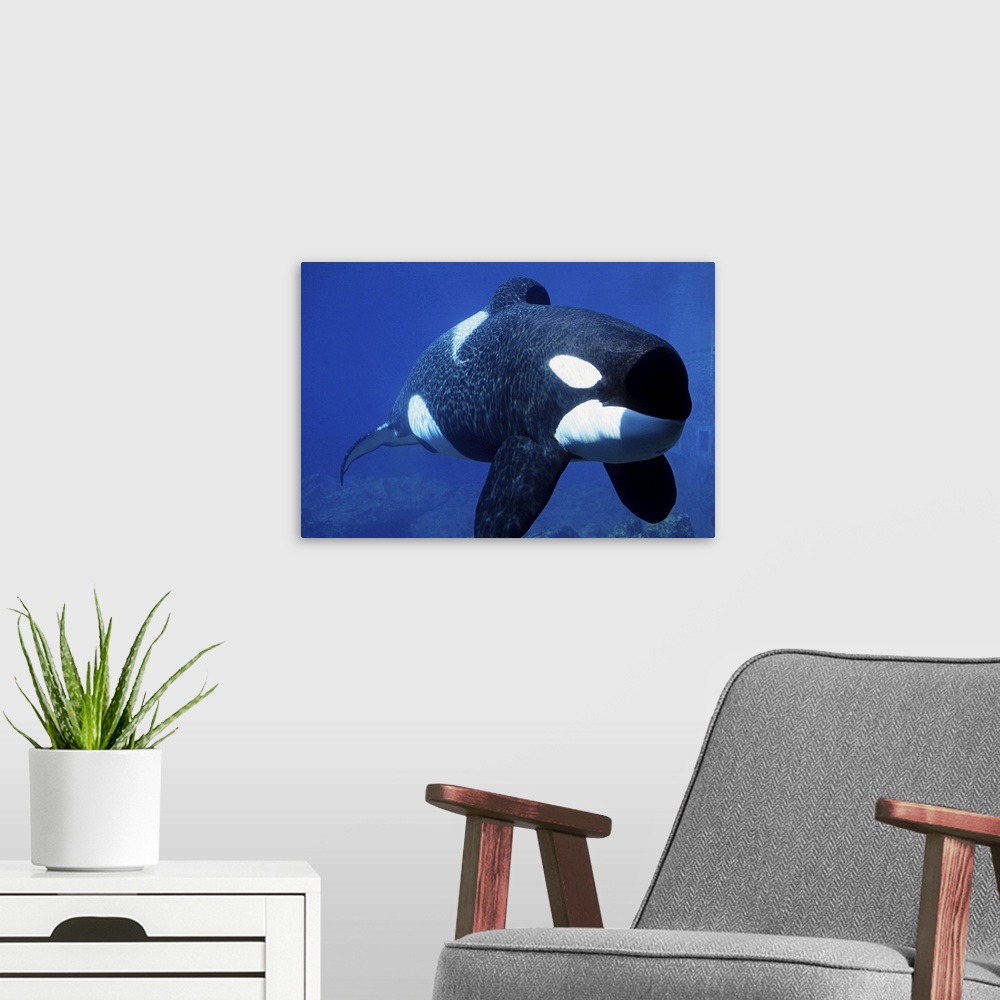 A modern room featuring KILLER WHALE (ORCA) KEIKO: FREE WILLY, ORCINUS ORCA. OREGON COAST AQUARIUM, OREGON 6/97 121551