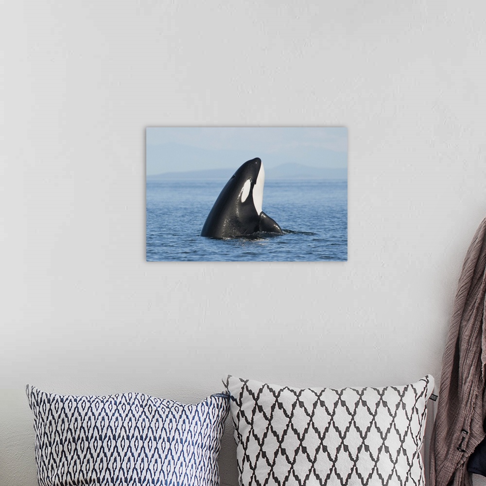 A bohemian room featuring Killer whale in sea with mountains on background.