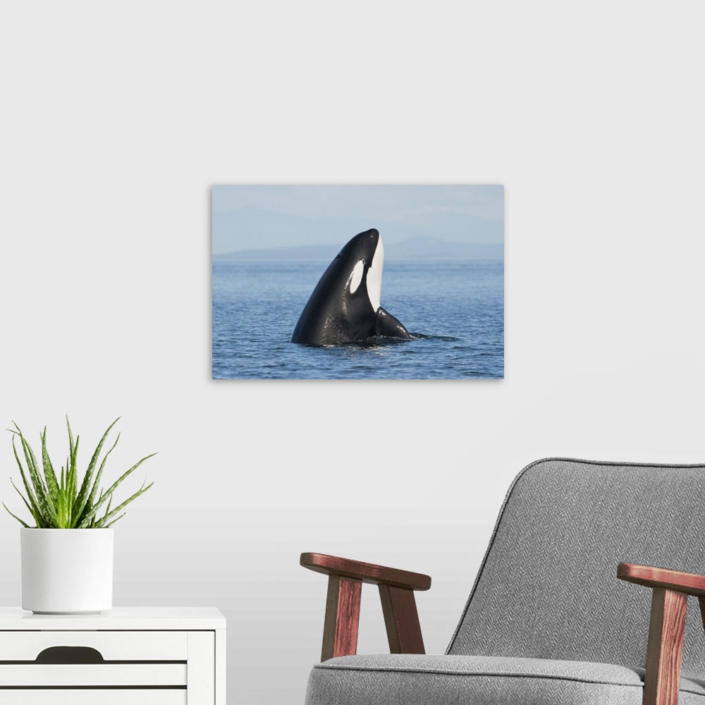 A modern room featuring Killer whale in sea with mountains on background.