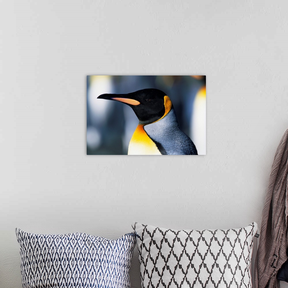 A bohemian room featuring King Penguin