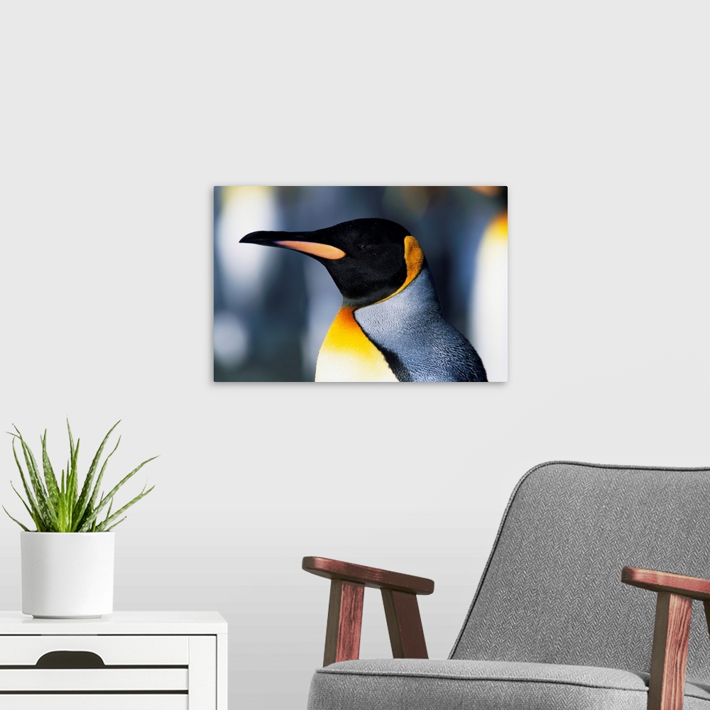 A modern room featuring King Penguin