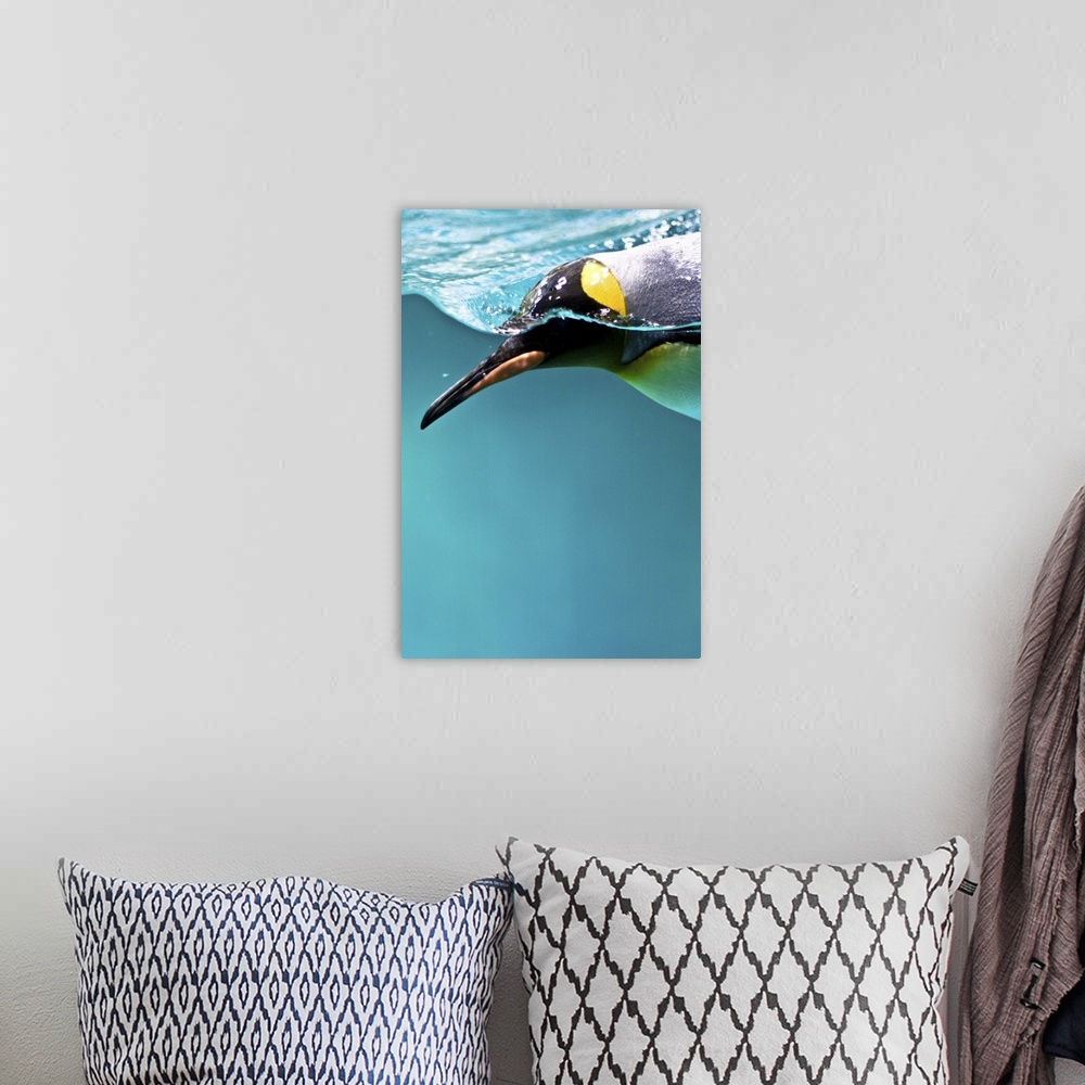A bohemian room featuring King Penguin swimming underwater