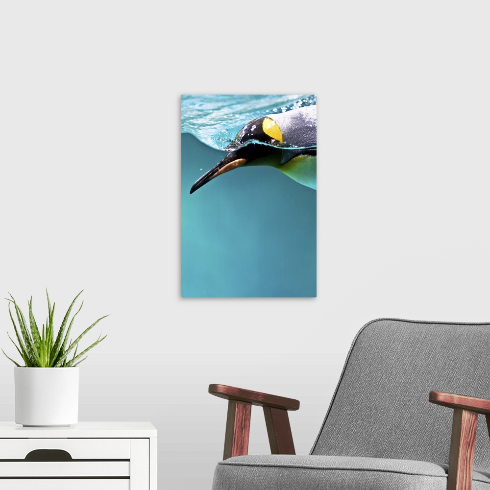 A modern room featuring King Penguin swimming underwater