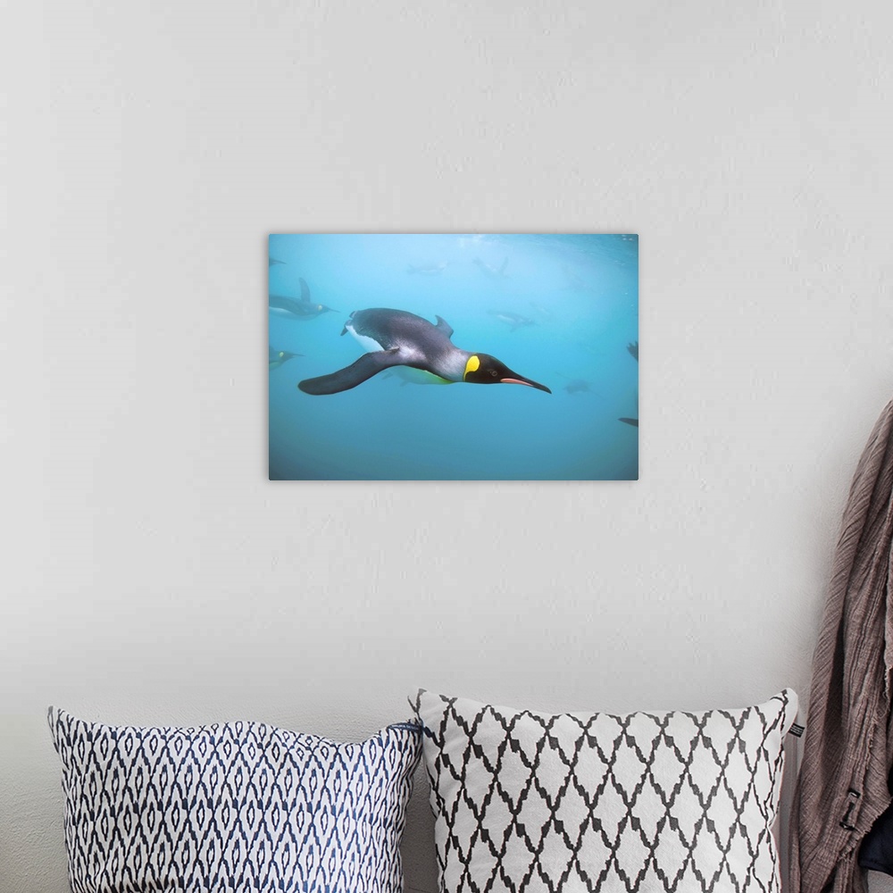 A bohemian room featuring Underwater view of King Penguins (Aptenodytes patagonicus) swimming in Right Whale Bay.