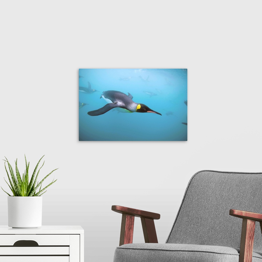 A modern room featuring Underwater view of King Penguins (Aptenodytes patagonicus) swimming in Right Whale Bay.