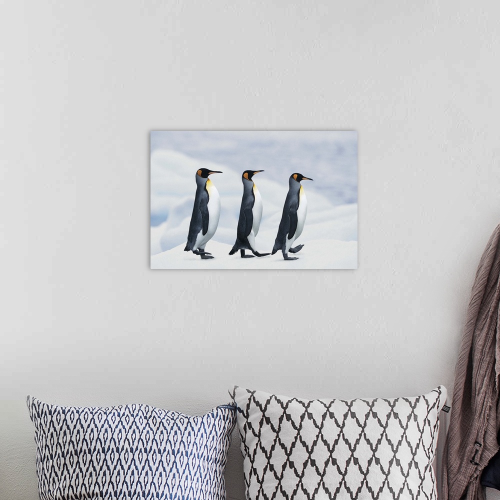 A bohemian room featuring King Penguins walking in single file