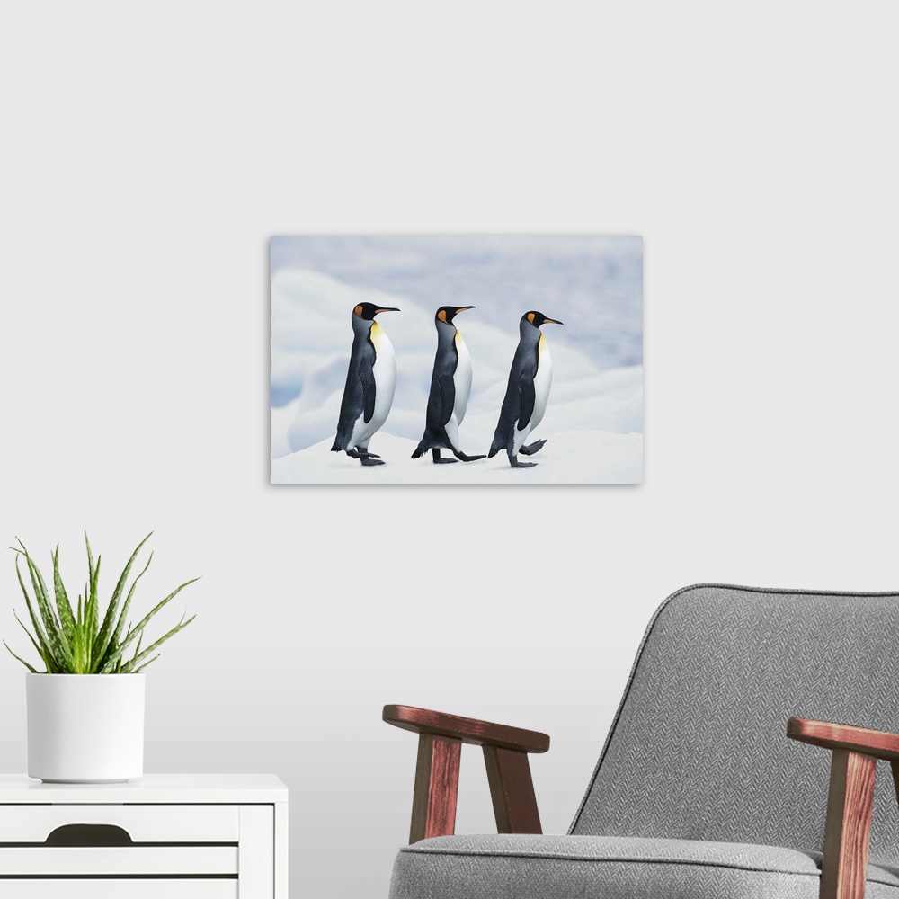 A modern room featuring King Penguins walking in single file