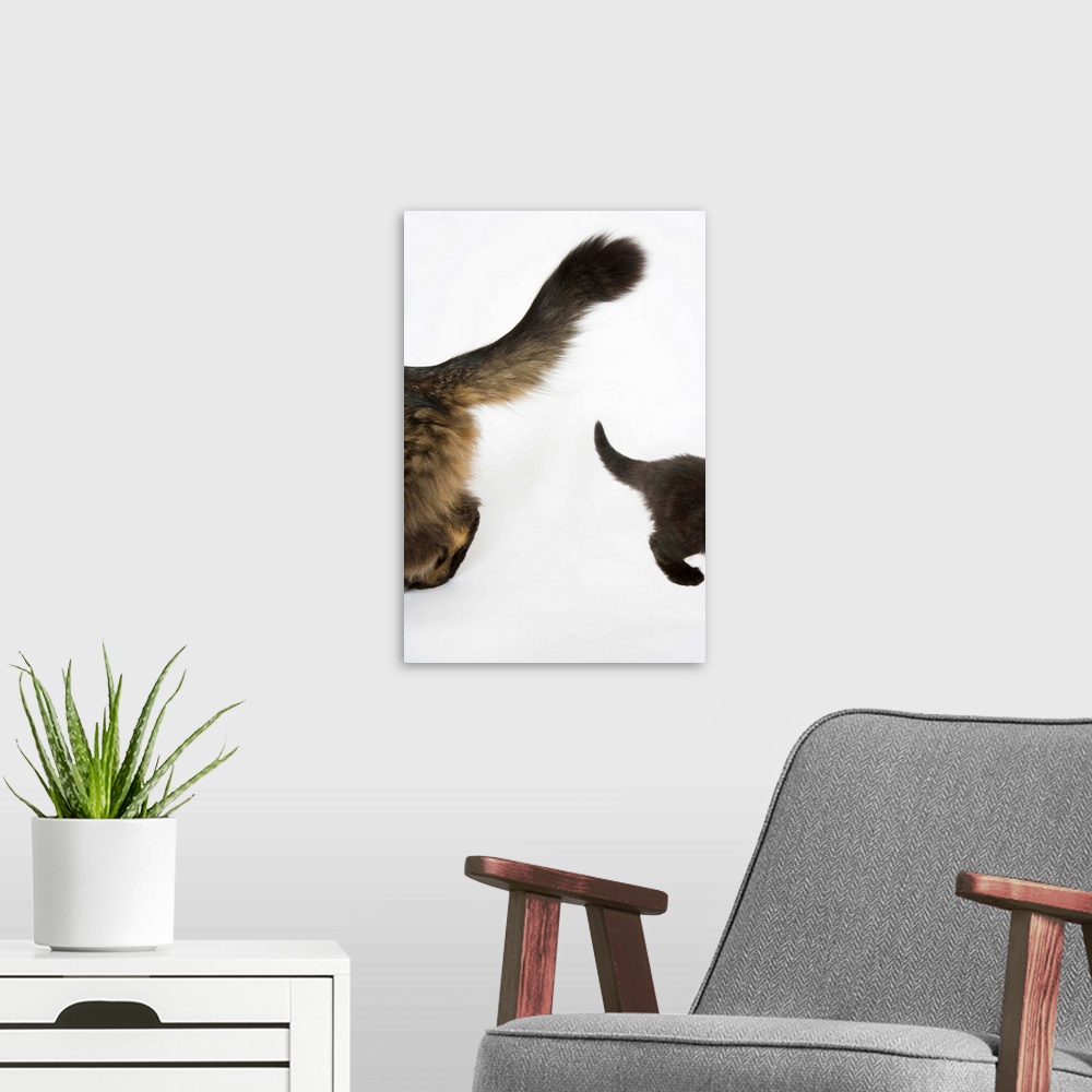 A modern room featuring Kitten looking up at mothers tale.