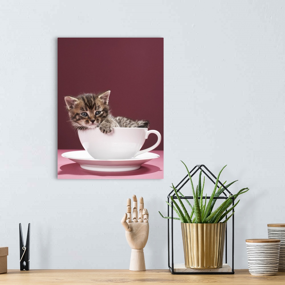 A bohemian room featuring Kitten in cup and saucer