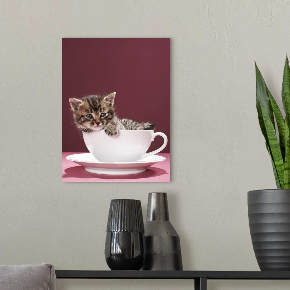 A modern room featuring Kitten in cup and saucer