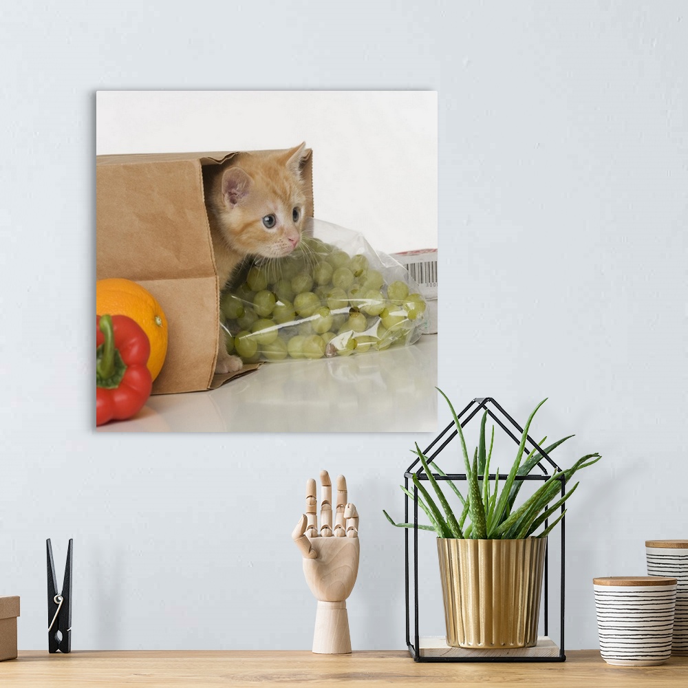 A bohemian room featuring Kitten inside grocery bag