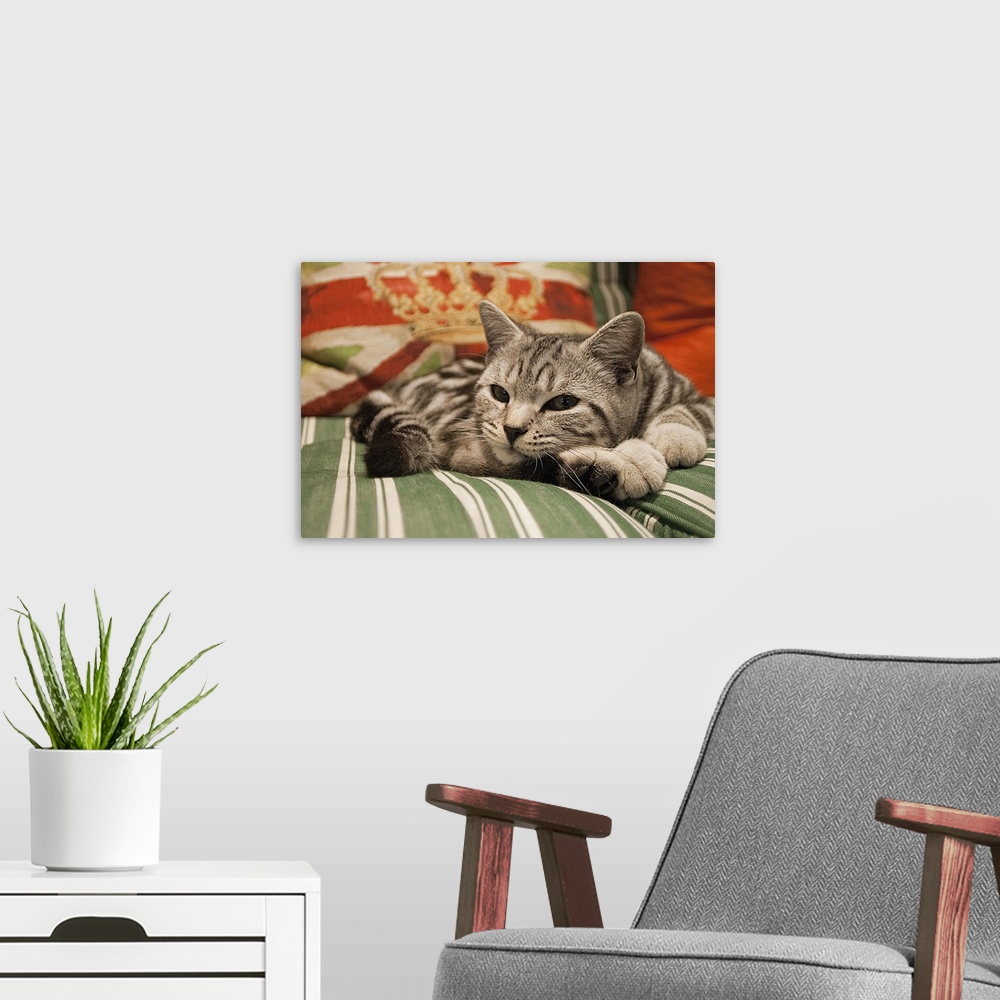 A modern room featuring Kitten lying on striped couch with union jack cushion in background, Sutton Coldfield, West Midla...