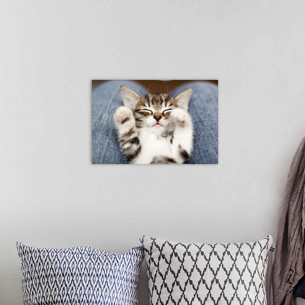 A bohemian room featuring Kitten on lap.