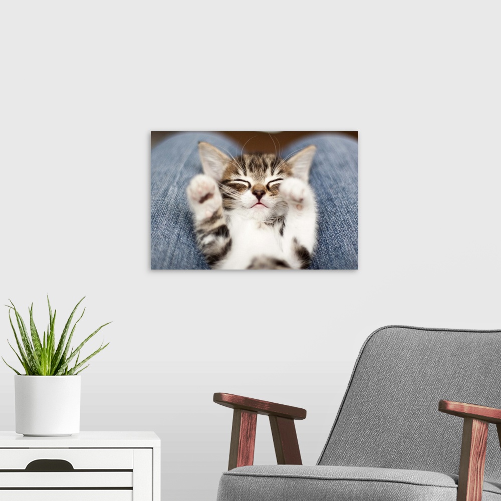 A modern room featuring Kitten on lap.